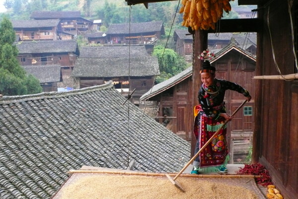 曬米圖片