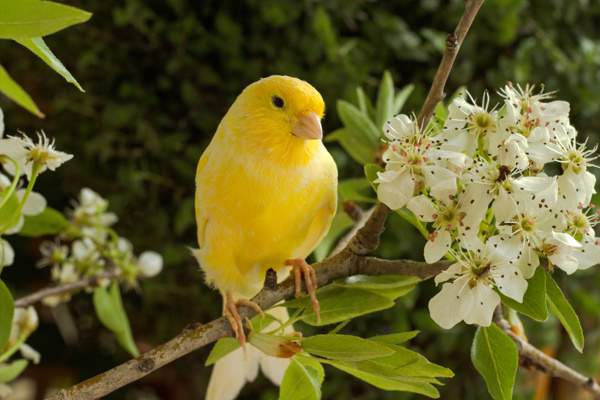 梨花树黄色小鸟图片
