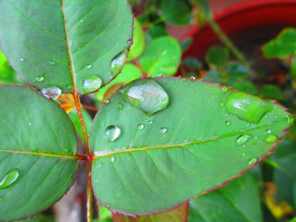 雨珠圖片
