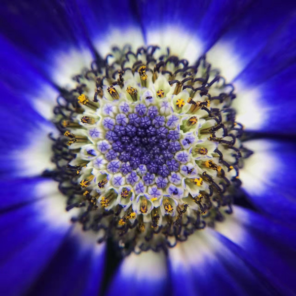 蓝色菊花花蕊