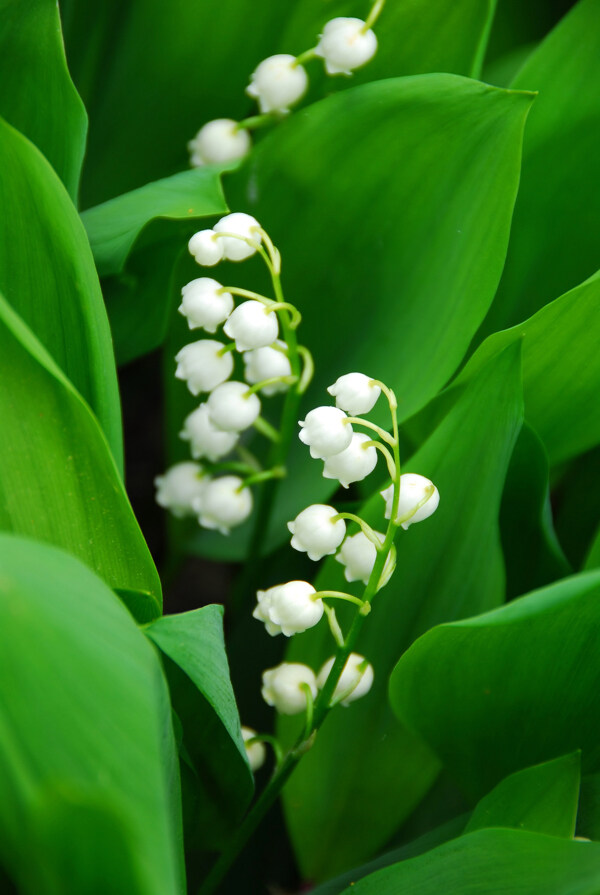 白色小花与绿叶图片