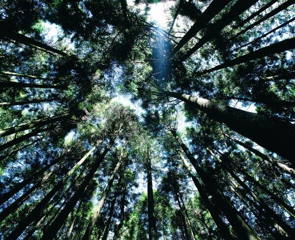 夏季景色