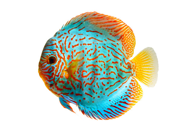 海魚