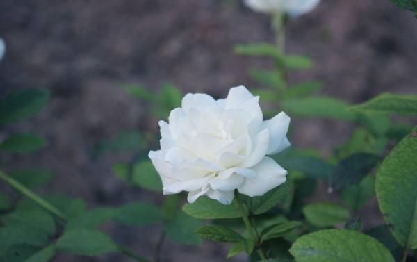 白花圖片
