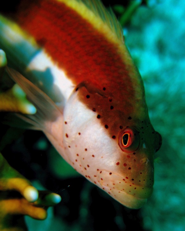 海底漂亮熱帶魚圖片