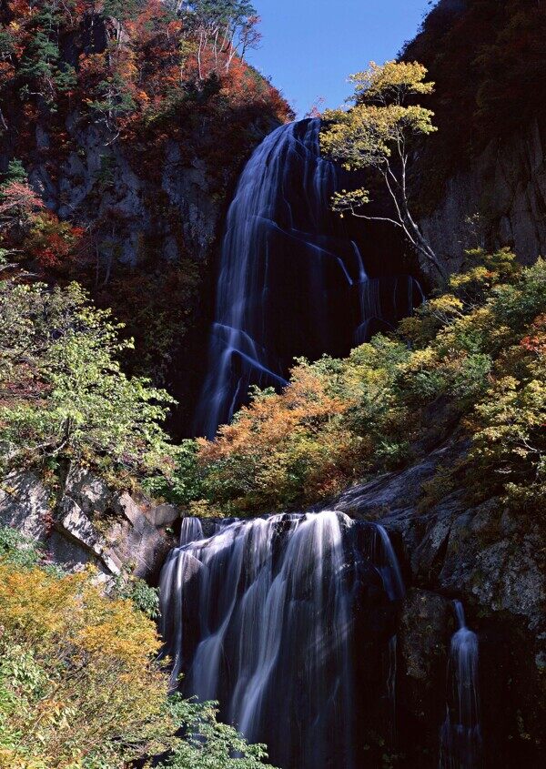 樹植物水風景