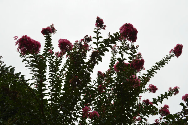 秋雨中的紫薇花
