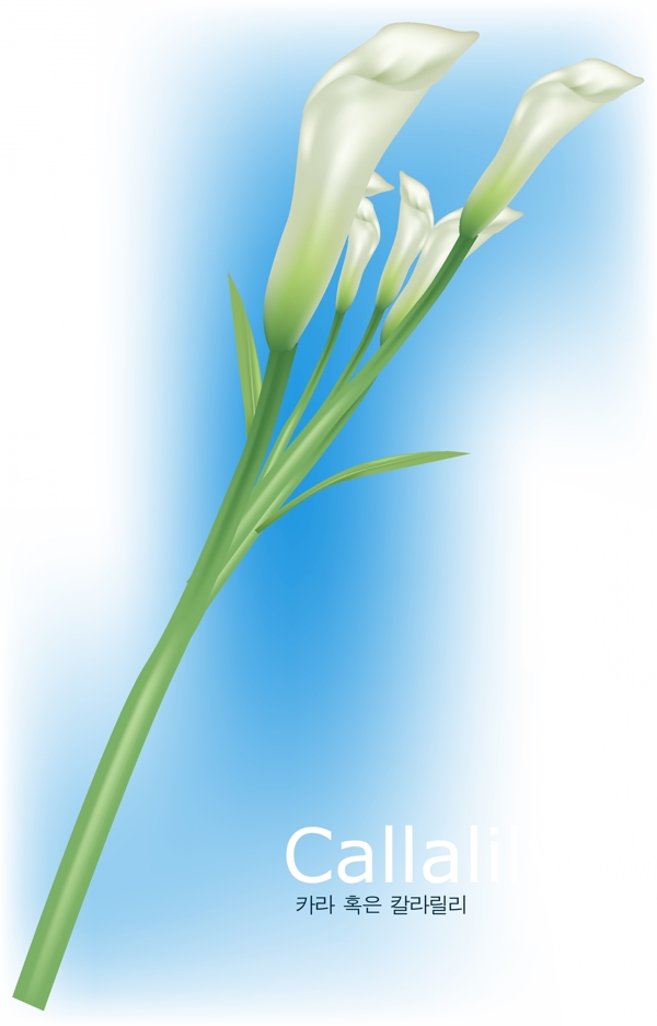 百合花矢量