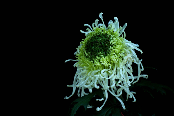 北京植物園菊花