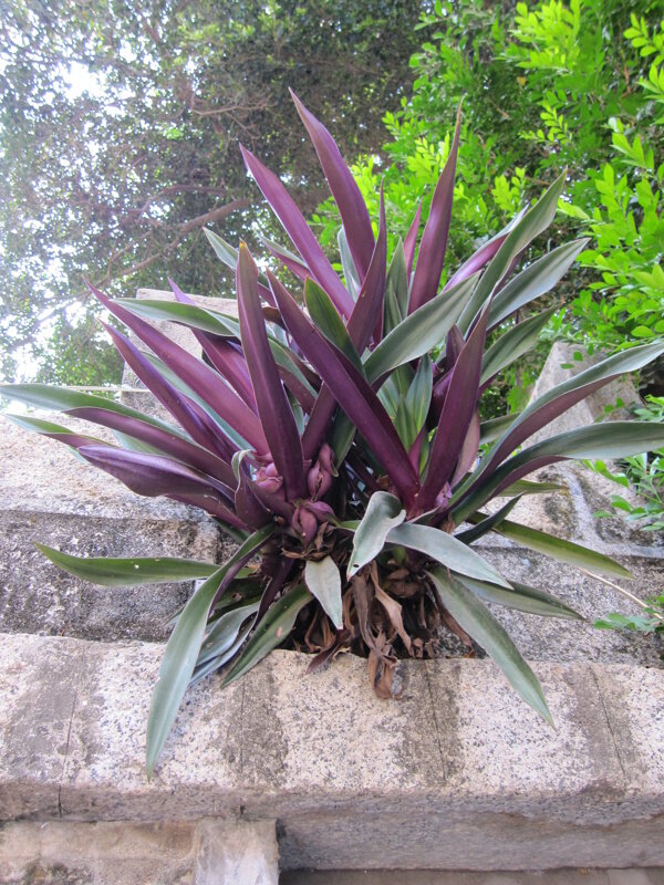 紫背万年青植物