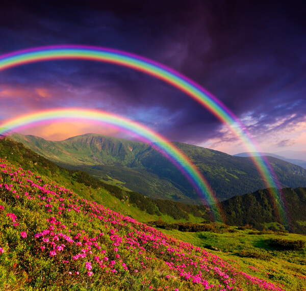 开满鲜花上空的美丽彩虹图片