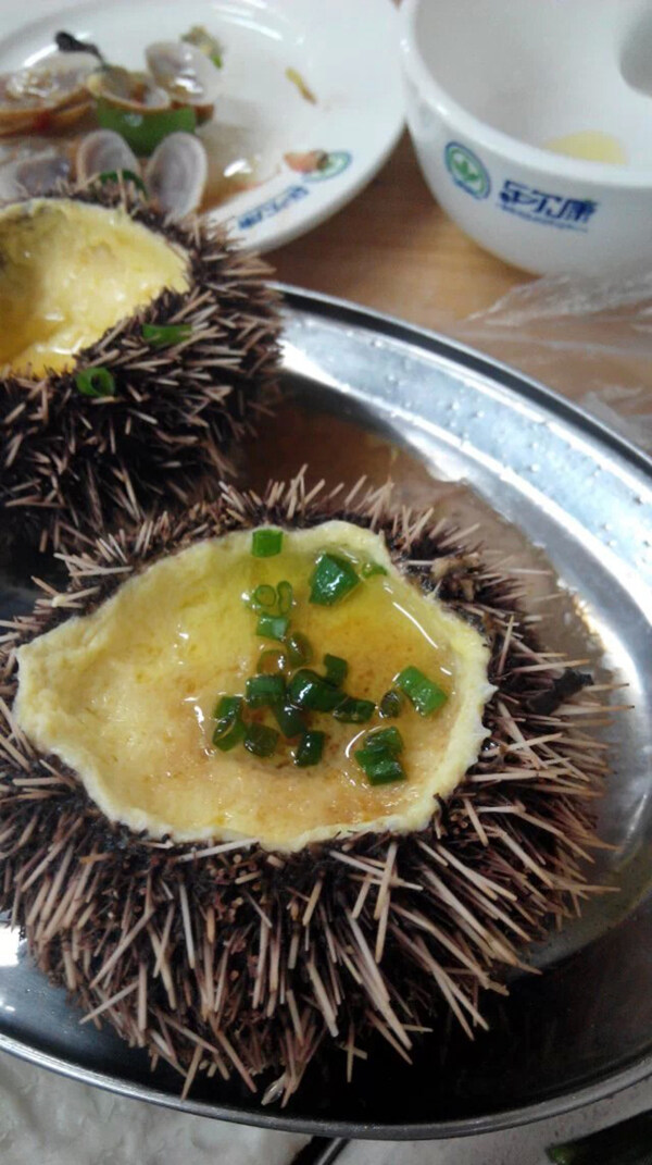 海參圖片