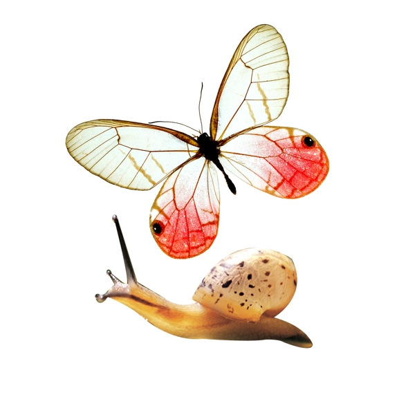 蝴蝶与蜗牛素材
