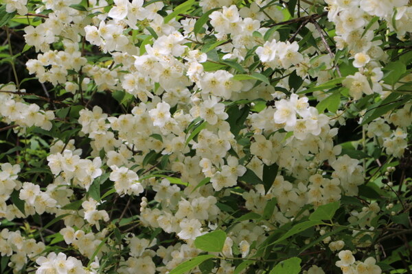 花叢
