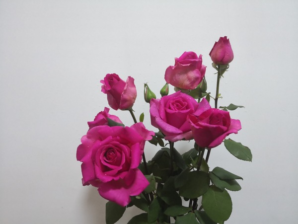 粉玫瑰