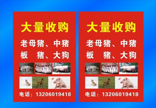 收豬圖片