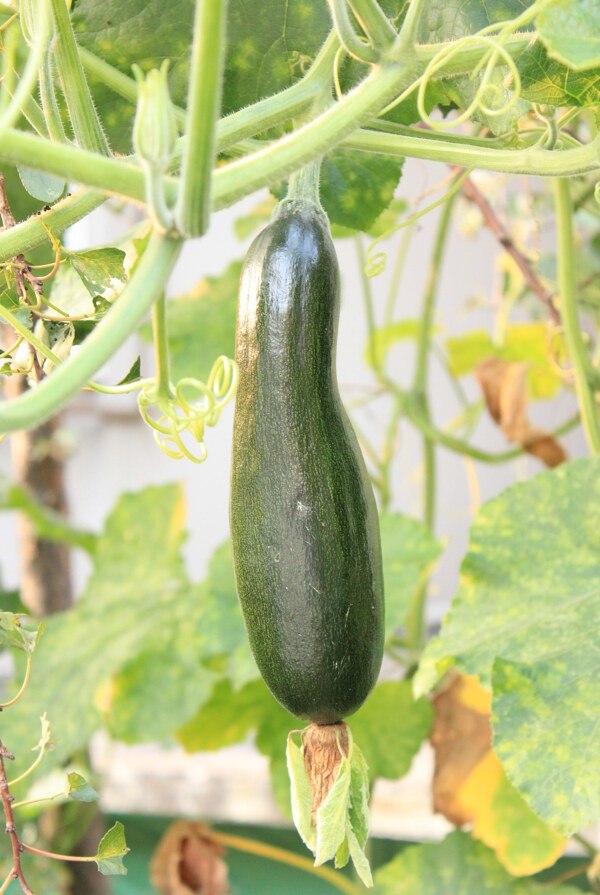 蔬菜圖片