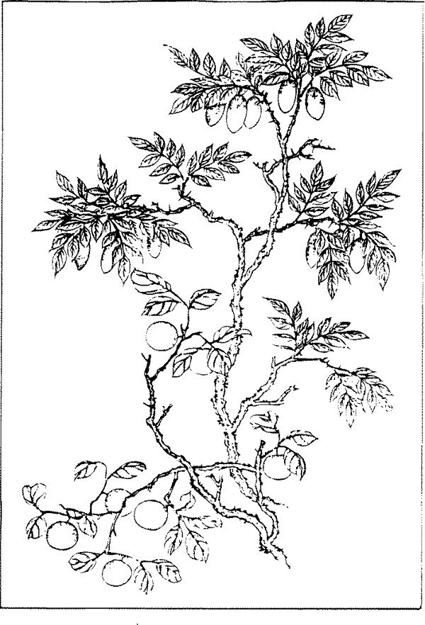吉祥圖案中國傳統(tǒng)圖案圖案041