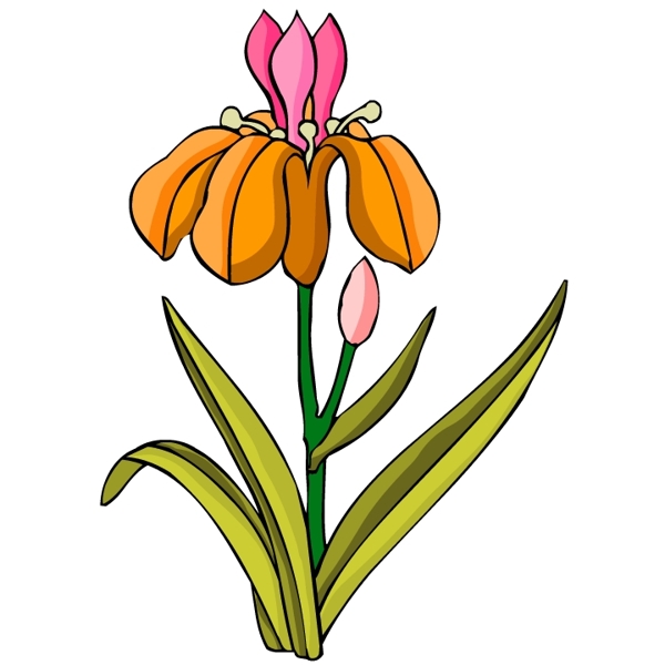 花卉古典插畫