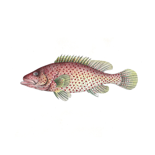 位圖插畫動(dòng)物插畫藝術(shù)效果手繪免費(fèi)素材
