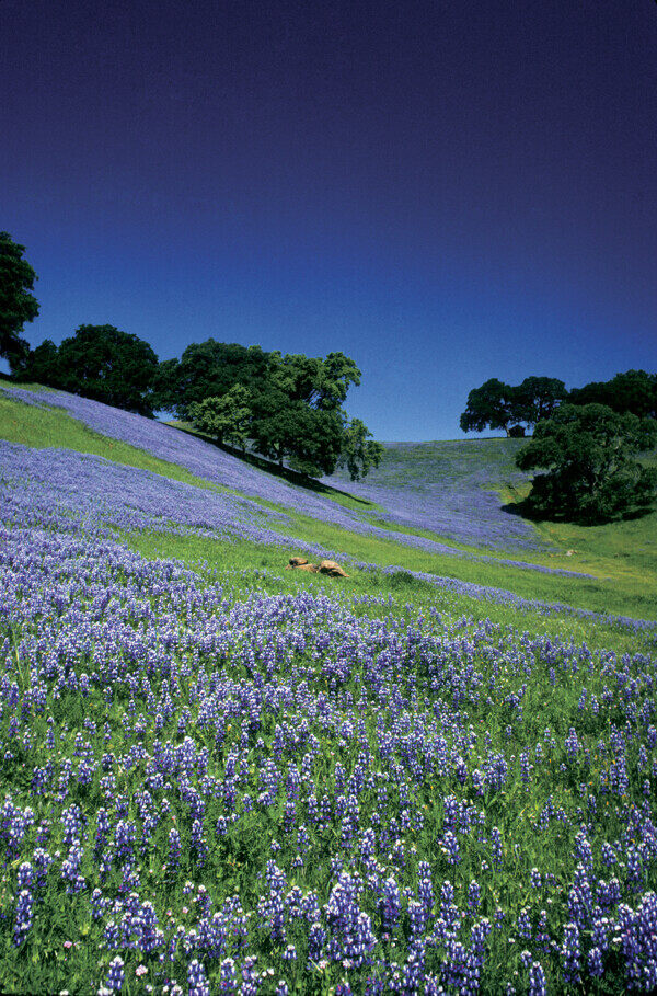 漫山遍野的紫色花风景图片图片