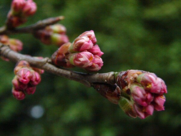 櫻桃花圖片