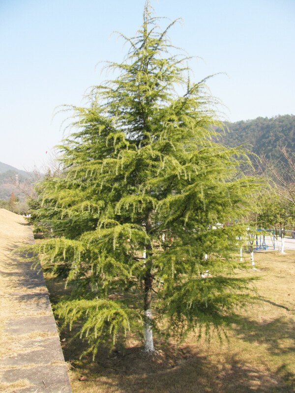 雪松圣誕樹圖片