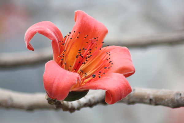 攀枝花花朵圖片