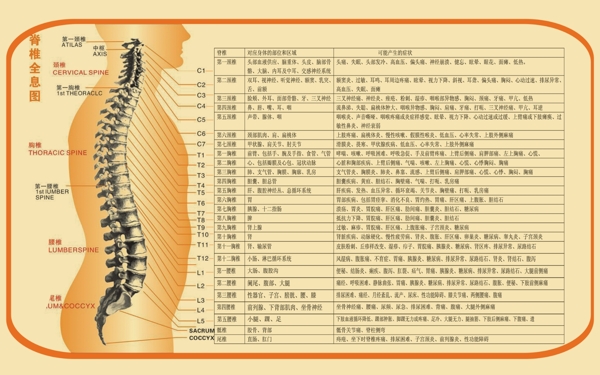 人体脊椎穴位图及对应脏器疗效图