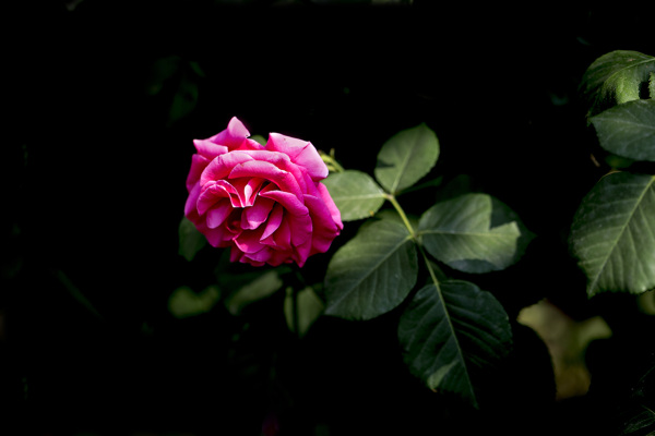 薔薇