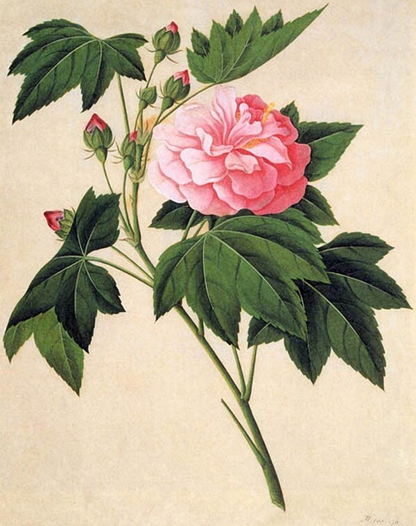 位圖寫意花卉植物花朵免費(fèi)素材
