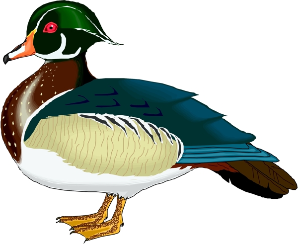矢量逼真鳥類動物77