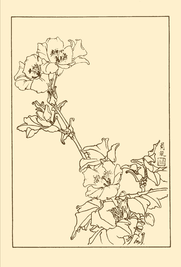 菊葉石辣圖片