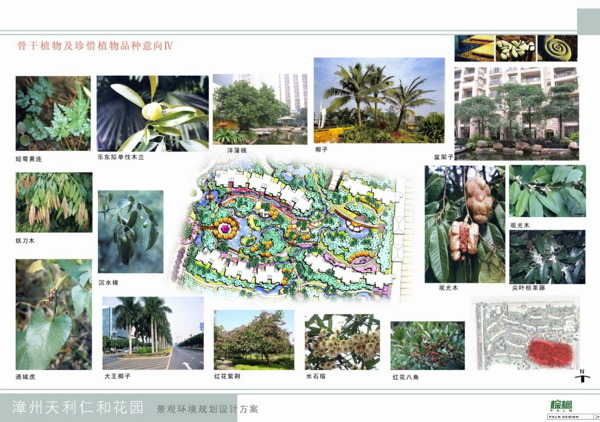 46.漳州天利仁和方案设计棕榈园林