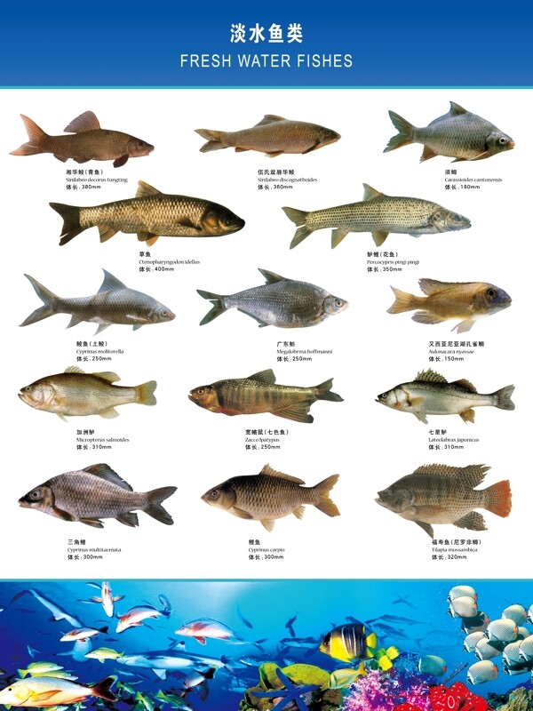 淡水鱼类图片