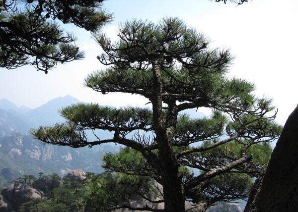 黃山圖片