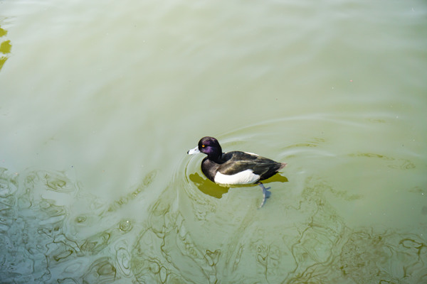 春天水中游泳的野鸭