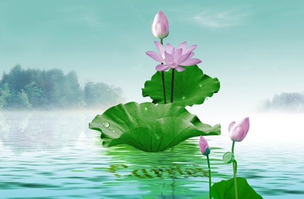 荷花圖片
