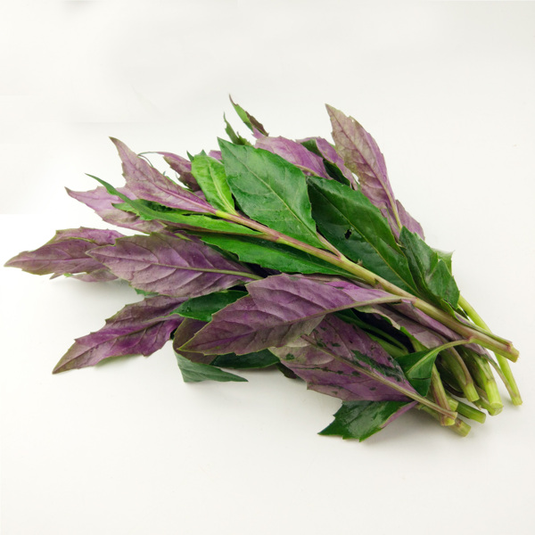 紫背菜