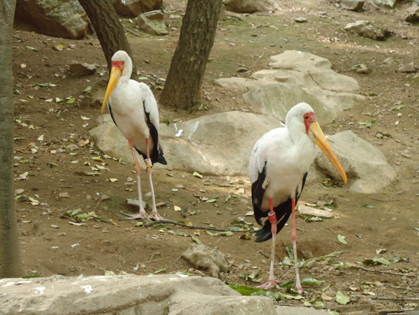 鳥圖片