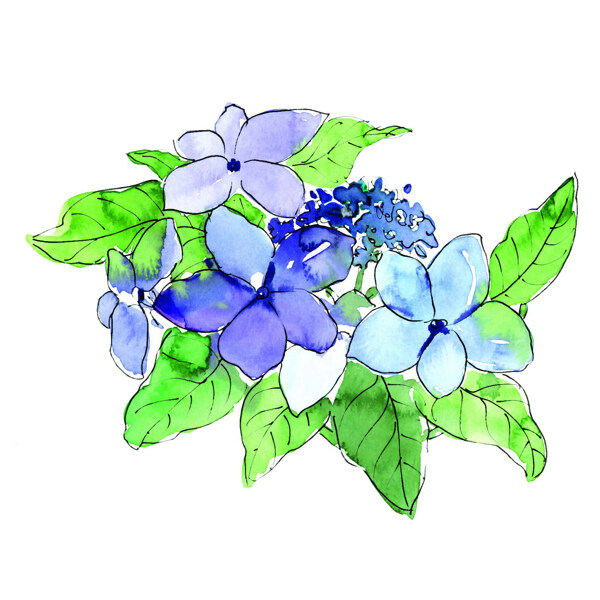 位圖植物寫意花卉花朵野花免費素材