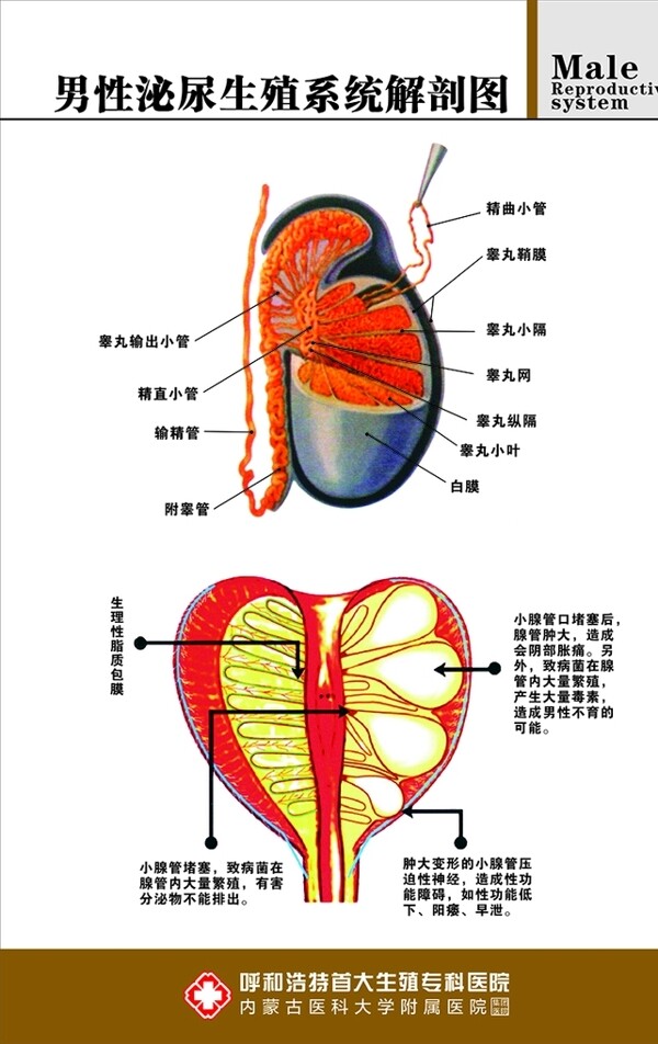 男性泌尿生殖系统解剖图