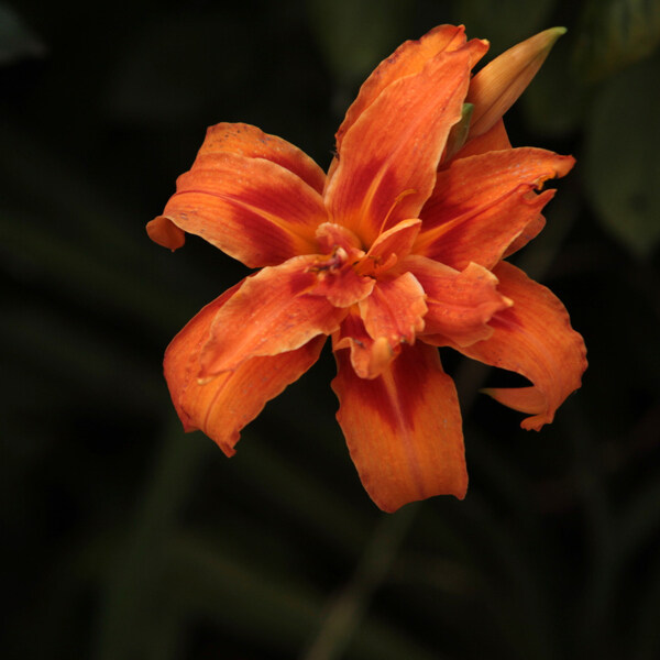 位圖植物攝影寫(xiě)實(shí)花卉花朵百合免費(fèi)素材