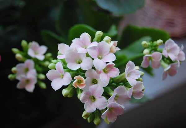 美麗長春花圖片