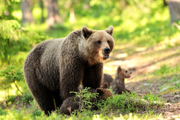 熊妈妈与熊宝宝图片