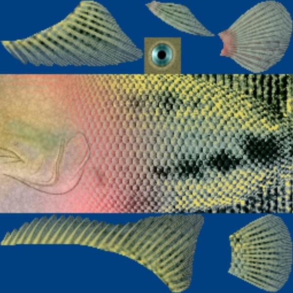 翠魚3d模型
