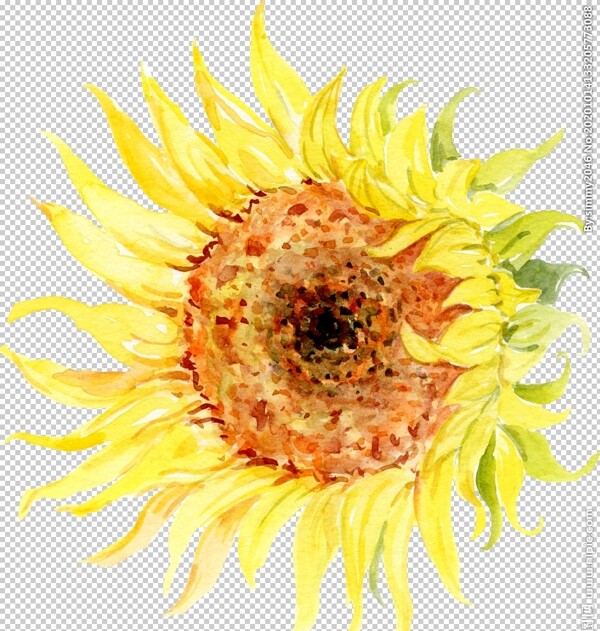 水彩植物花朵装饰图片