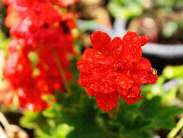 位圖植物攝影寫(xiě)實(shí)花卉花朵數(shù)碼照片免費(fèi)素材