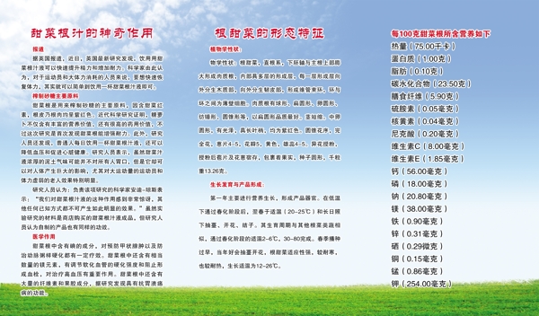 紅甜菜圖片