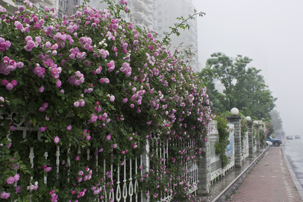 江盈花園圖片